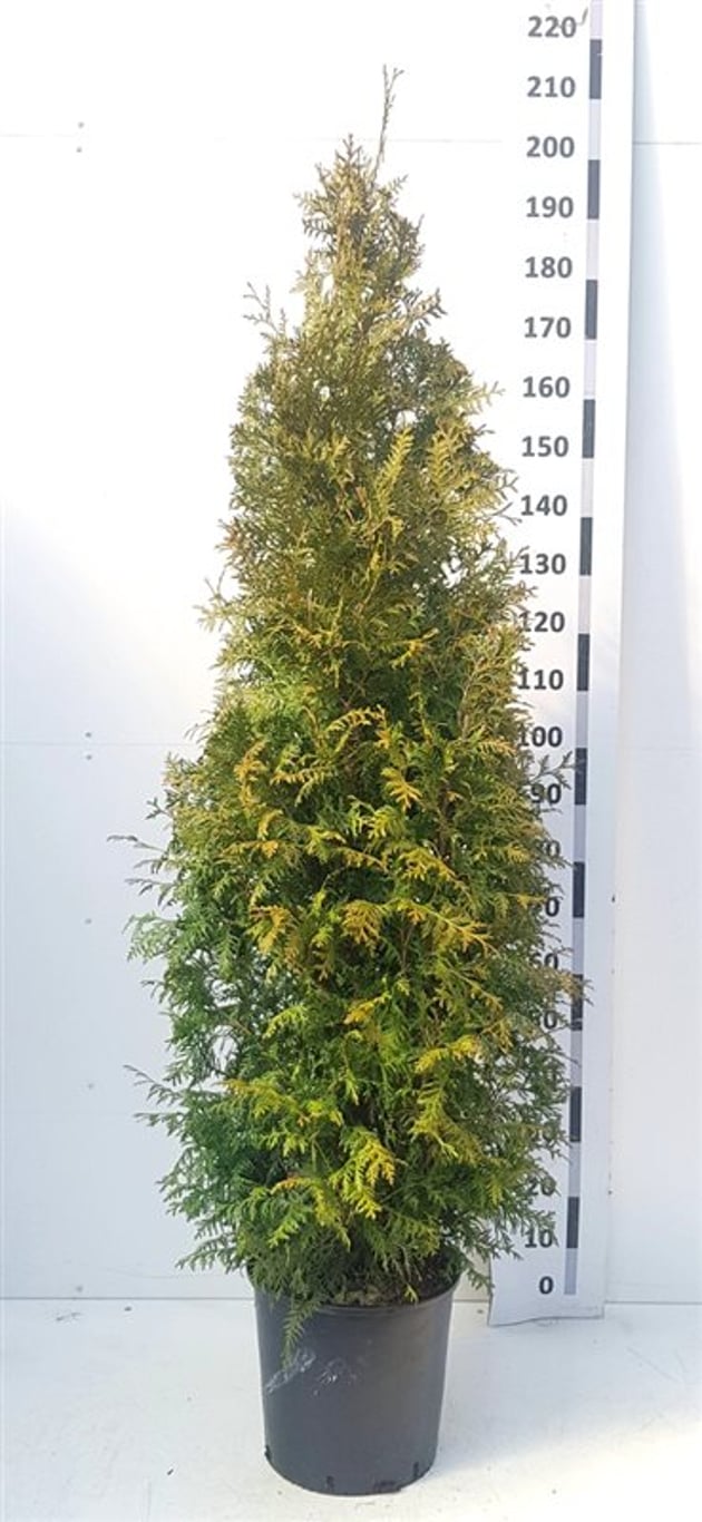 Thuja occ. 'Brabant' - C20 150-175 CM